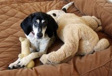 Aid for Pet Owners