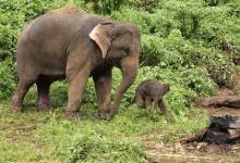 Precious Pachyderms