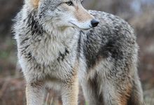 Coyotes in City of Goleta