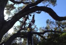 Tree Trimmer Nearly Electrocuted by Downtown Power Line