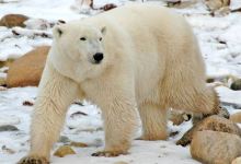 Polar Bear Capital of the World