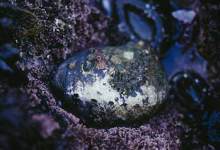 Feds Declare Critical Habitat For Black Abalone