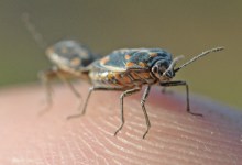 Bagrada Bug No Big Issue