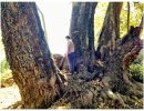 Sister Witness Tree, Queen of Sycamores