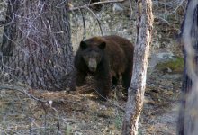 A Cub in a Tree Means Mom’s in the Bush