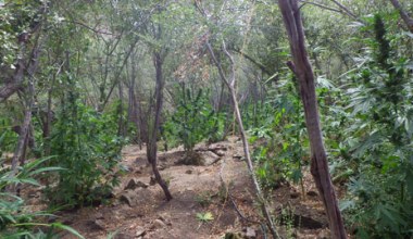 $85 Million Worth of Weed Eradicated