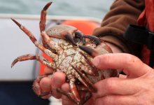 Going Deep with Maritime Tastings