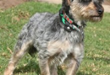 Adoptable Pet of the Week
