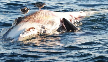 [VIDEO] Great White Sharks Feed On Whale In Santa Barbara Channel