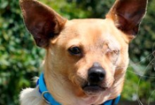 Adoptable Pet of the Week