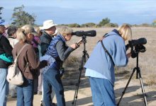 Goleta ‘Hot Spots’ Lure Area Birders