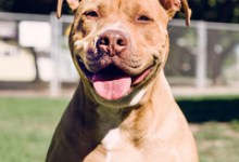 Adoptable Pet of the Week