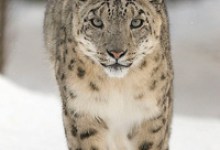 Snow at the Zoo