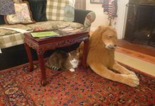 The Cats’ Meow