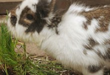 Adoptable Pet of the Week