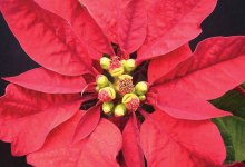 Gardening: The Fiery Poinsettia