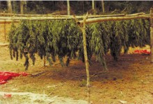 The Untold Story of the Marijuana Trade