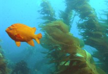 Restore the Offshore Fracking Moratorium