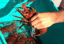 Toxic Lobsters, Crabs in Ventura