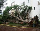 Big Fig Tree Falls at Courthouse