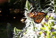 Bach and Butterflies