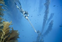 Shark Attack off Santa Cruz Island