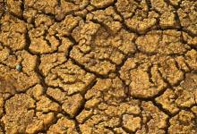 Green Your Crib: An Easy Drought Buster