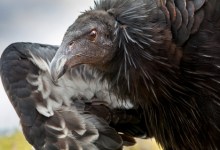 Ian Shive: Lights, Camera, Condor