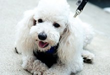 Adoptable Pet of the Week