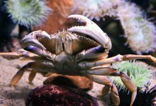 Crab Fishery Remains Closed