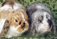 Adoptable Pet of the Week