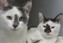 Brownie and Oreo