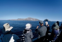 In Search of Rare Seabirds