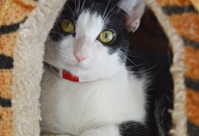 Adoptable Pet of the Week