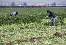 ‘Farm Labor Camp’ Proposed for 600 Workers
