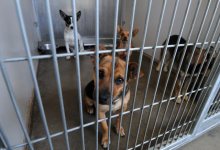 Santa Barbara Humane Society Hosts Open House
