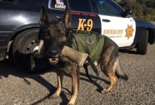Celebrated Sheriff’s K-9 Retires