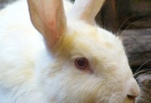 Adoptable Pet of the Week