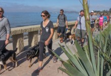 K-Nine Solutions’ Pack Walks