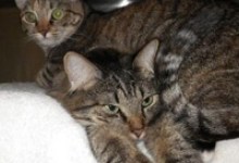 Adoptable Pet of the Week