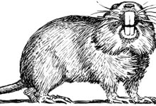 Gophers Be Gone