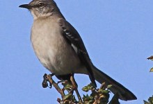 Backyard Wildlife: Mockingbirds