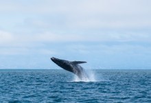 Whale of a Time