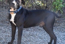 Adoptable Pet of the Week