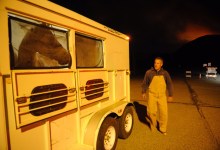 Displaced Horses in Good Hands at Earl Warren