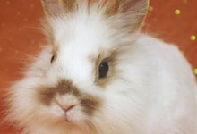 Adoptable Pet of the Week