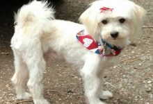 Adoptable Pet of the Week