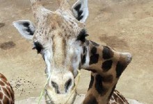 Crooked-Neck Giraffe Skeleton Now on Display