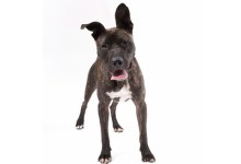 Adoptable Pet of the Week
