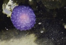 Purple Blob in Channel Waters Stumps Scientists